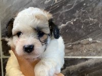 Minyatür orjinal morkie yavrular