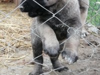 Kara çocuklar kangal
