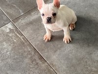 3 aylık yakışıklı oğlan french bulldog