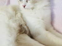 Ragdoll o bir kediden çok daha fazlası