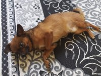 Canım chihuahua köpeğim