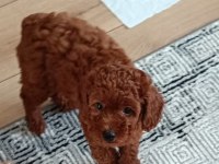 Kuyruksuz toy poodle