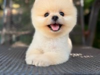 Orjinal Pomeranian Boo