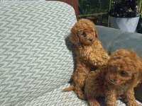 Yavru toy poodle