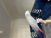 Jumbo boy evraklı belgeli jako papağanı