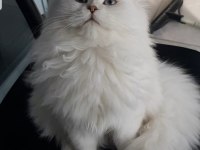 British Longhair Silver