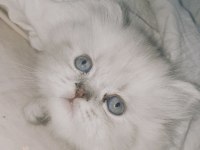 British blue point longhair 2 aylık yavrumuz