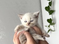 Irk ve sağlık garantili kedilerimiz