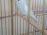 Bakımlı Muhabbet Kuşları