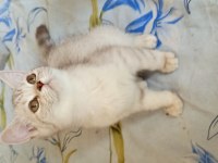 British Shorthair Ve British Golden Yavrularımız
