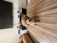 Sağlıklı süper oyuncu 0 numara toy poodle erkek