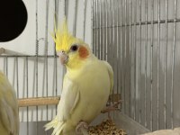 Uyguna lutino kırmızı göz çift sultan papağanı