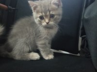 Scottish fold yavrular
