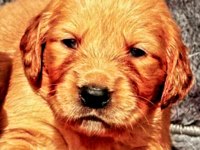 Golden retriever Yavrularımız