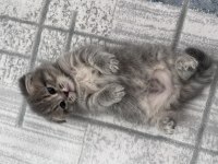 24-25 Yaş Üstü Kişiler Yazsın British Kedi