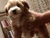 maltipoo yavrular (sağlık ve ırk garantili)