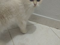 Takip şartıyla ücretsiz sahiplendireceğim british shorthair