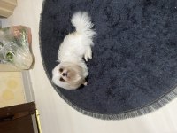 2 yaş orijinal 1 numara Maltese