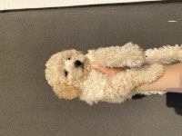 2 aylık toy poodle erkek