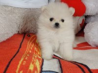 Pomeranian boo 55 günlük