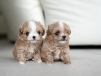 Yarışma Düzeyi Kore Micro Boy Maltipoo Cindy