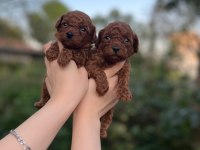 Toy poodle bebekler