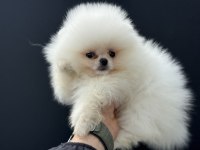 Show kalite pomeranian boo yavrularımız