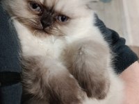 2 aylık scottish fold yavrumuz için
