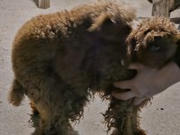Toy poodle yavru