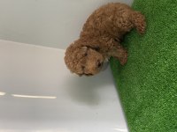 2.5 aylık poodle yeni ailesini bekliyor