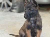 Belçika malinois köpeği