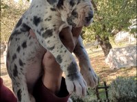 Great Dane (Danua A Şecereli)