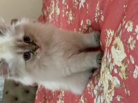 Mavi gözlü british longhair dişi yavru