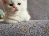 British ve shorthair yavrularımız teslime hazır