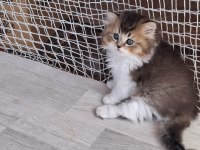 Scottish fold ve british shorthair yavrularımız