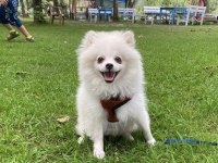 Pomeranian erkek