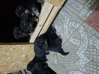 Safkan k9 yavrular yeni sahiplerini bekliyor