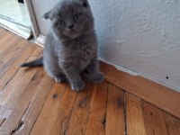 2 aylık 2 dişi ve 2 erkek yavru kedimiz
