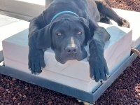Eği̇ti̇mleri̇ Aldırılımış & A Şecere Kayıtlı Cane Corso