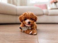 Orijinal teacup gerçek Maltipoo