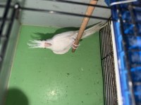 Yavru erkek albino sultan papağanı