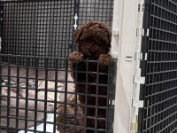 Efsane erkek dişi toy poodle yavrular