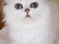 Kukla gümüş yavru iran kedisi