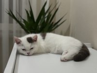 Cinnamon harlyquin british shorthair