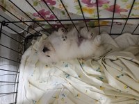 Pomeranian Boo Erkek Ve Dişi Yavrularımız Üst Kalite