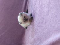 Scottish Fold Yavrularımız