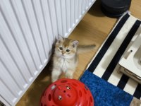 British Golden