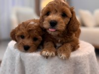 SEVİMLİ MALTİPOO YAVRULARIMIZ