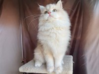 Krem rengi british longhair yakışıklı