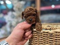 Toy garantili poodle bebekler